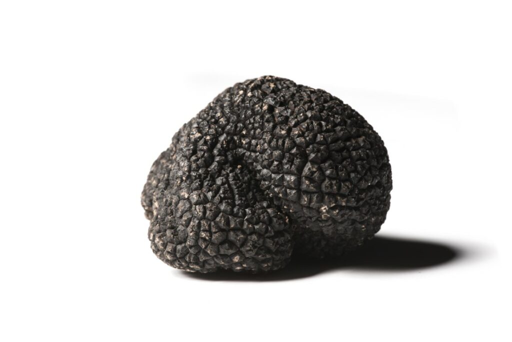 Black Winter Truffles Tuber Melanosporum Vittadini Urbani Truffles Shop United Kingdom 9395